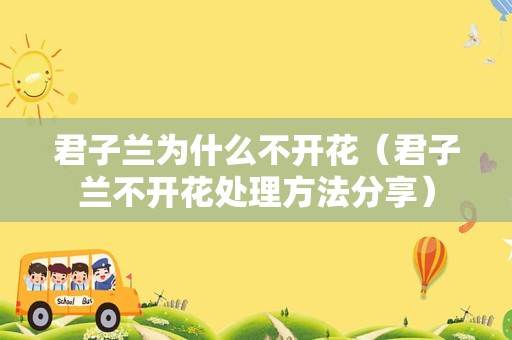 君子兰为什么不开花（君子兰不开花处理方法分享）