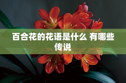 百合花的花语是什么 有哪些传说