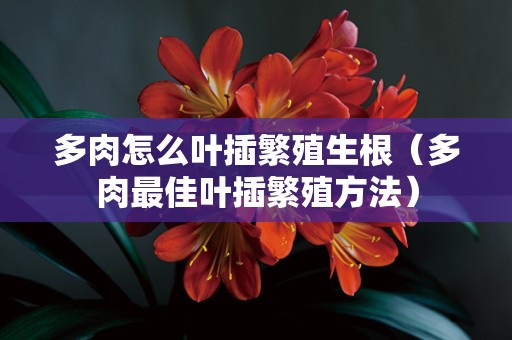 多肉怎么叶插繁殖生根（多肉最佳叶插繁殖方法）