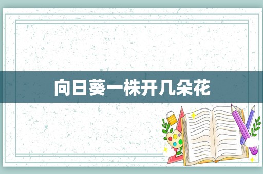 向日葵一株开几朵花