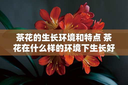 茶花的生长环境和特点 茶花在什么样的环境下生长好