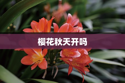 樱花秋天开吗
