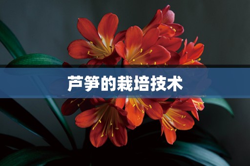 芦笋的栽培技术