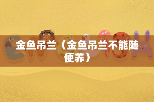 金鱼吊兰（金鱼吊兰不能随便养）
