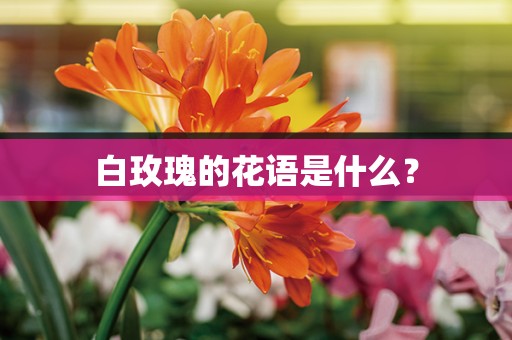 白玫瑰的花语是什么？