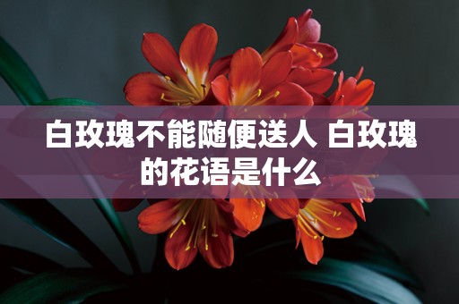 白玫瑰不能随便送人 白玫瑰的花语是什么