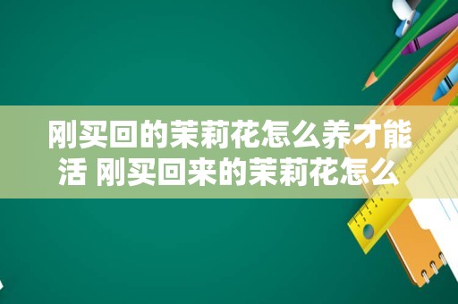 刚买回的茉莉花怎么养才能活 刚买回来的茉莉花怎么处理
