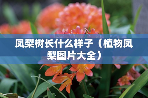 凤梨树长什么样子（植物凤梨图片大全）