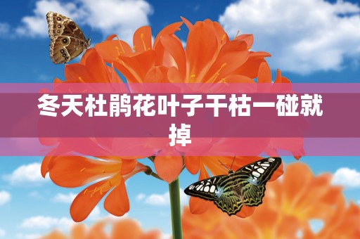 冬天杜鹃花叶子干枯一碰就掉