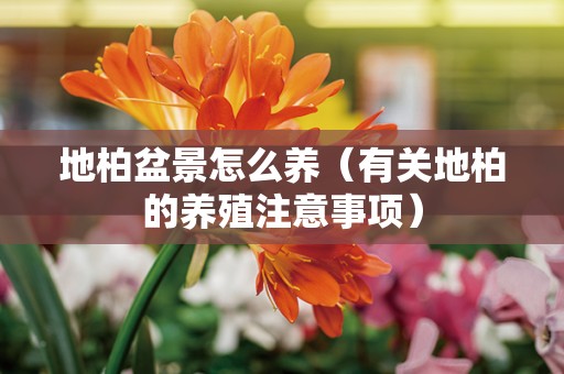 地柏盆景怎么养（有关地柏的养殖注意事项）