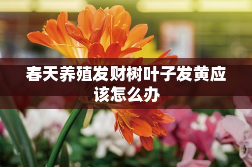 春天养殖发财树叶子发黄应该怎么办