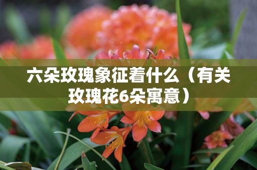 六朵玫瑰象征着什么（有关玫瑰花6朵寓意）