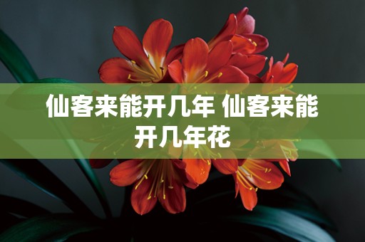 仙客来能开几年 仙客来能开几年花