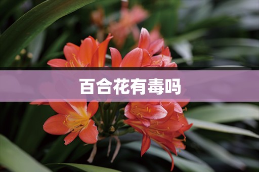 百合花有毒吗