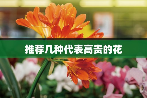 推荐几种代表高贵的花
