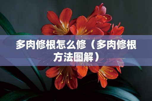 多肉修根怎么修（多肉修根方法图解）
