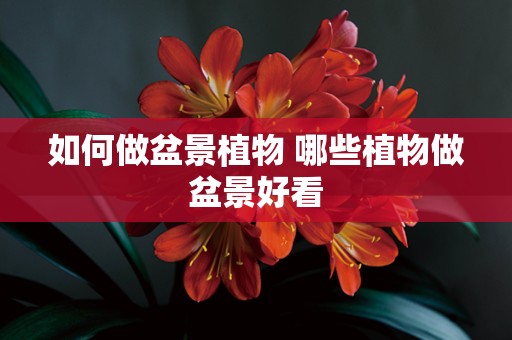 如何做盆景植物 哪些植物做盆景好看