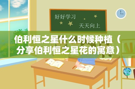 伯利恒之星什么时候种植（分享伯利恒之星花的寓意）