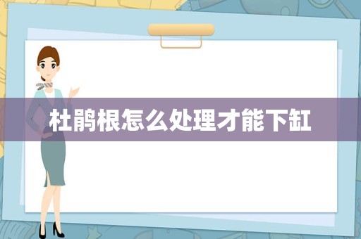 杜鹃根怎么处理才能下缸