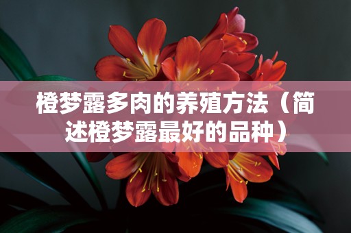 橙梦露多肉的养殖方法（简述橙梦露最好的品种）
