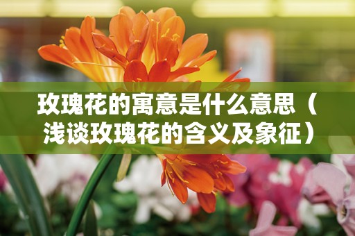 玫瑰花的寓意是什么意思（浅谈玫瑰花的含义及象征）