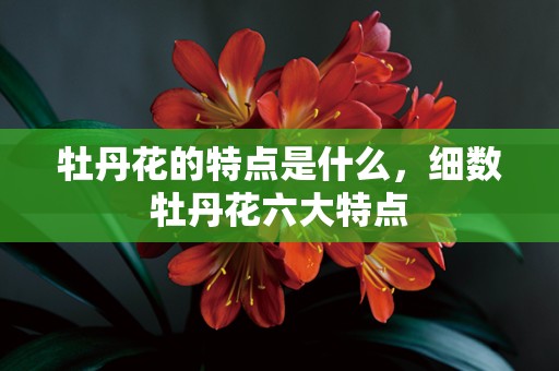 牡丹花的特点是什么，细数牡丹花六大特点