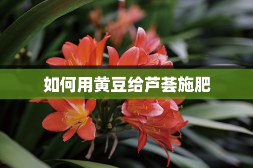 如何用黄豆给芦荟施肥