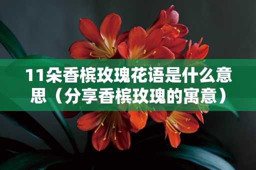 11朵香槟玫瑰花语是什么意思（分享香槟玫瑰的寓意）