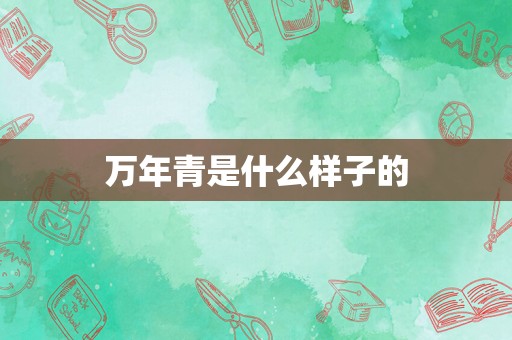 万年青是什么样子的