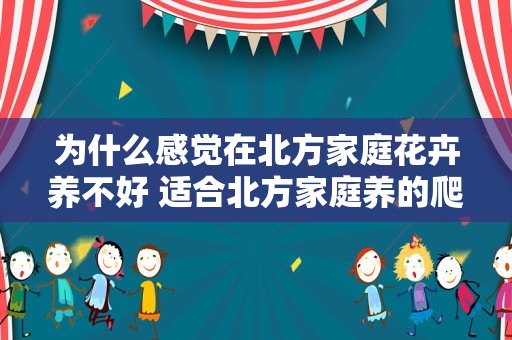 为什么感觉在北方家庭花卉养不好 适合北方家庭养的爬藤不落叶花卉