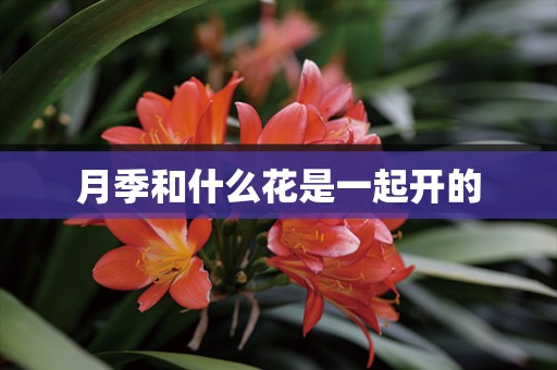 月季和什么花是一起开的