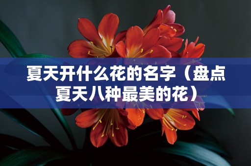夏天开什么花的名字（盘点夏天八种最美的花）