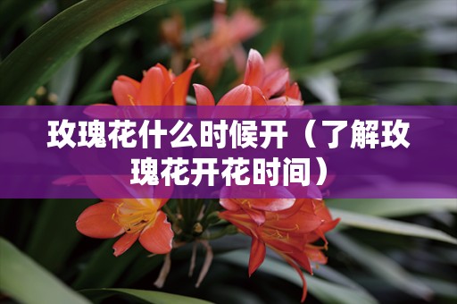 玫瑰花什么时候开（了解玫瑰花开花时间）
