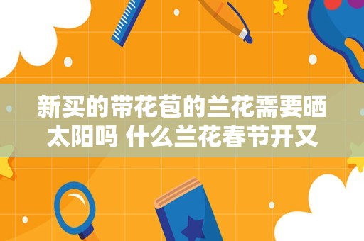 新买的带花苞的兰花需要晒太阳吗 什么兰花春节开又好养