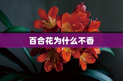 百合花为什么不香