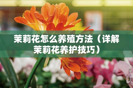 茉莉花怎么养殖方法（详解茉莉花养护技巧）