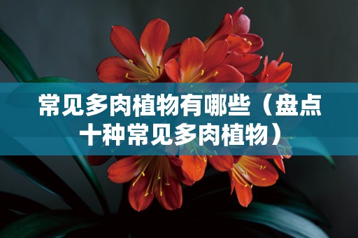 常见多肉植物有哪些（盘点十种常见多肉植物）