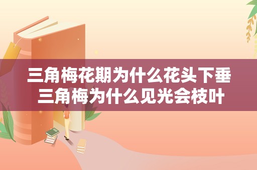 三角梅花期为什么花头下垂 三角梅为什么见光会枝叶下垂