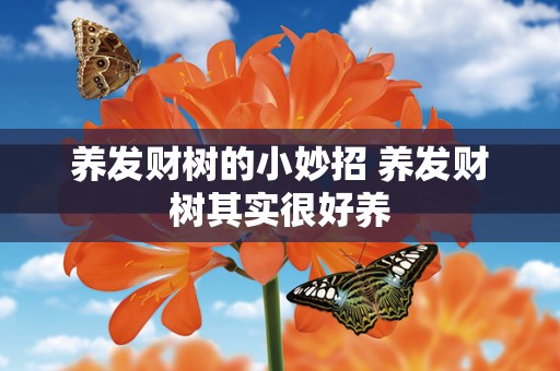 养发财树的小妙招 养发财树其实很好养