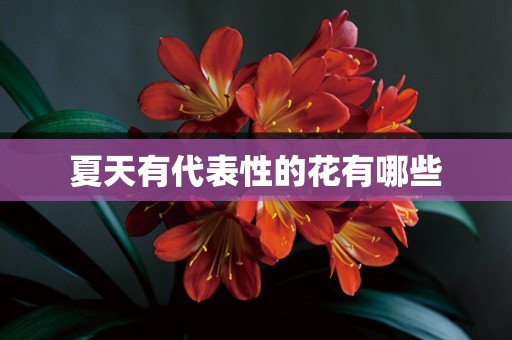 夏天有代表性的花有哪些