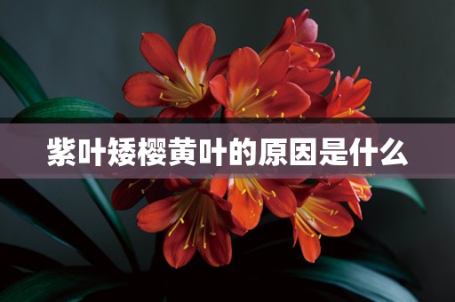 紫叶矮樱黄叶的原因是什么