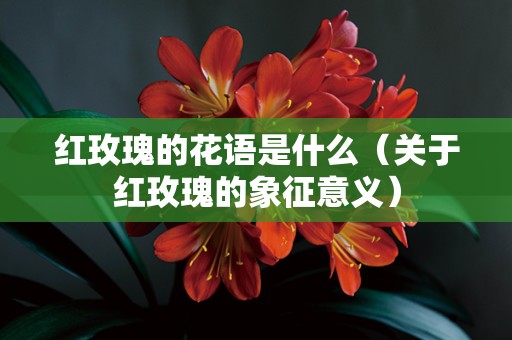 红玫瑰的花语是什么（关于红玫瑰的象征意义）