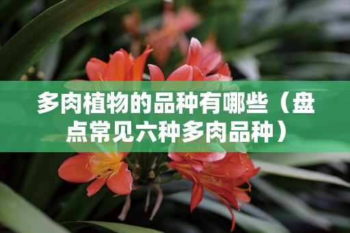 多肉植物的品种有哪些（盘点常见六种多肉品种）