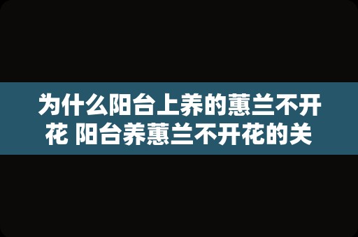 为什么阳台上养的蕙兰不开花 阳台养蕙兰不开花的关键原因