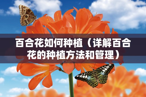 百合花如何种植（详解百合花的种植方法和管理）