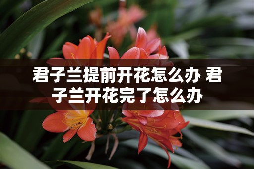 君子兰提前开花怎么办 君子兰开花完了怎么办