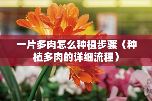 一片多肉怎么种植步骤（种植多肉的详细流程）