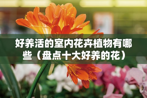 好养活的室内花卉植物有哪些（盘点十大好养的花）