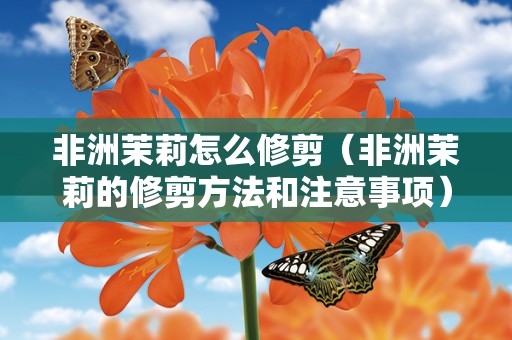 非洲茉莉怎么修剪（非洲茉莉的修剪方法和注意事项）