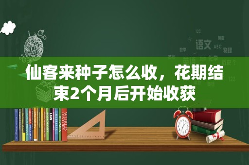仙客来种子怎么收，花期结束2个月后开始收获